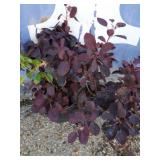 2 purple smoke bush