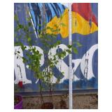 Heritage birch betula nigra Cully 6ft