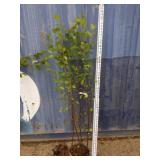 Heritage birch betula nigra Cully 6ft