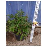 Paeonia lactiflora