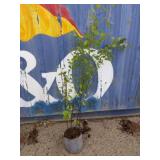 Heritage birch betula nigra Cully 5.5ft