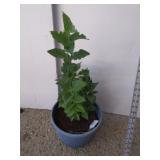 Light purple lilac and 8-in plastic planter