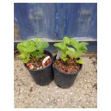 Two strawberry