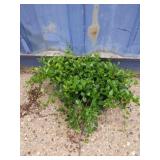 Two vinca minor