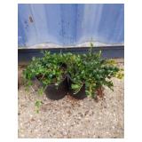 Two vinca minor
