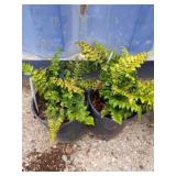Two tassel fern