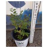 1.5ft elm