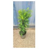 1 gallon Japanese yew