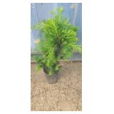 1 gallon Japanese yew