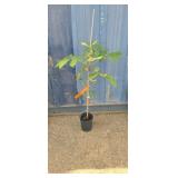 3' Horse chestnut