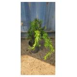 1 gallon Japanese yew