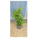 1 gallon Japanese yew