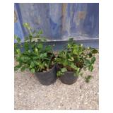 2 purple winter creeper