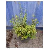 Emerald and gold hedge shrub