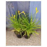 2 daylily