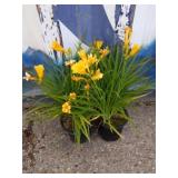 2 daylily