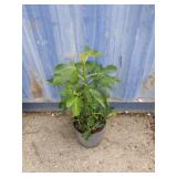 2 gallon fig tree