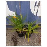 2 daylilies