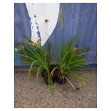 2 daylily