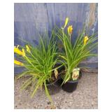 2 daylily
