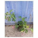 2 gallon fig tree