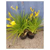 2 daylily