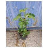 2 gallon fig tree