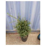 2' white spruce