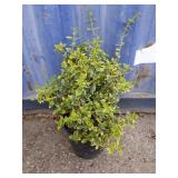 Emerald and gold hedge shrub