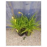 2 daylily