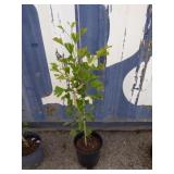 3' Maidenhair tree