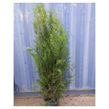 5' viresceus Western red cedar
