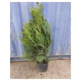 4' viresceus Western red cedar