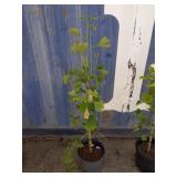 3' Maidenhair tree