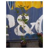 4' Pacific fire Vine maple