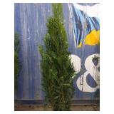 6' viresceus Western red cedar