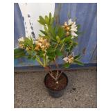 Rhododendron