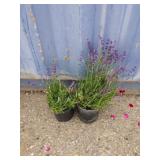 2 blue lavenders