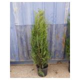 4' viresceus Western red cedar