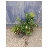 2 purple winter creeper