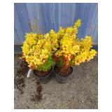 2 orange torch barberry