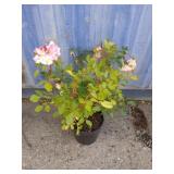 Rose plant