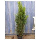 6' viresceus Western red cedar