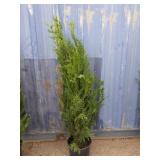 4' viresceus Western red cedar