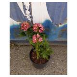 Rhododendron