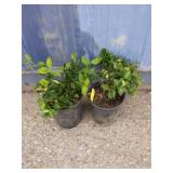 2 purple winter creeper