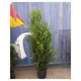 5' viresceus Western red cedar