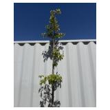 9ï¿½ peach tree