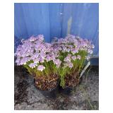 Two candy sorbit candytuft