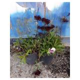 2 dianthus spooty